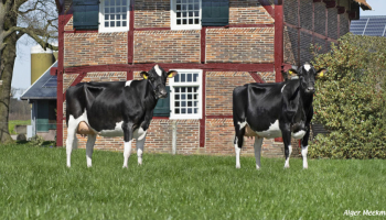 Nuberon delights breeders in the NETHERLANDS
