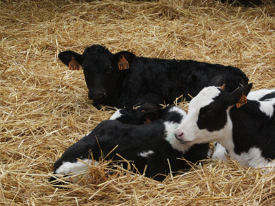 Change in Calving Ease & Vitality Proofs